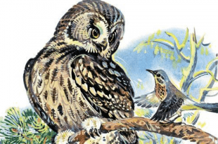 QARANQUŞ VƏ BAYQUŞ